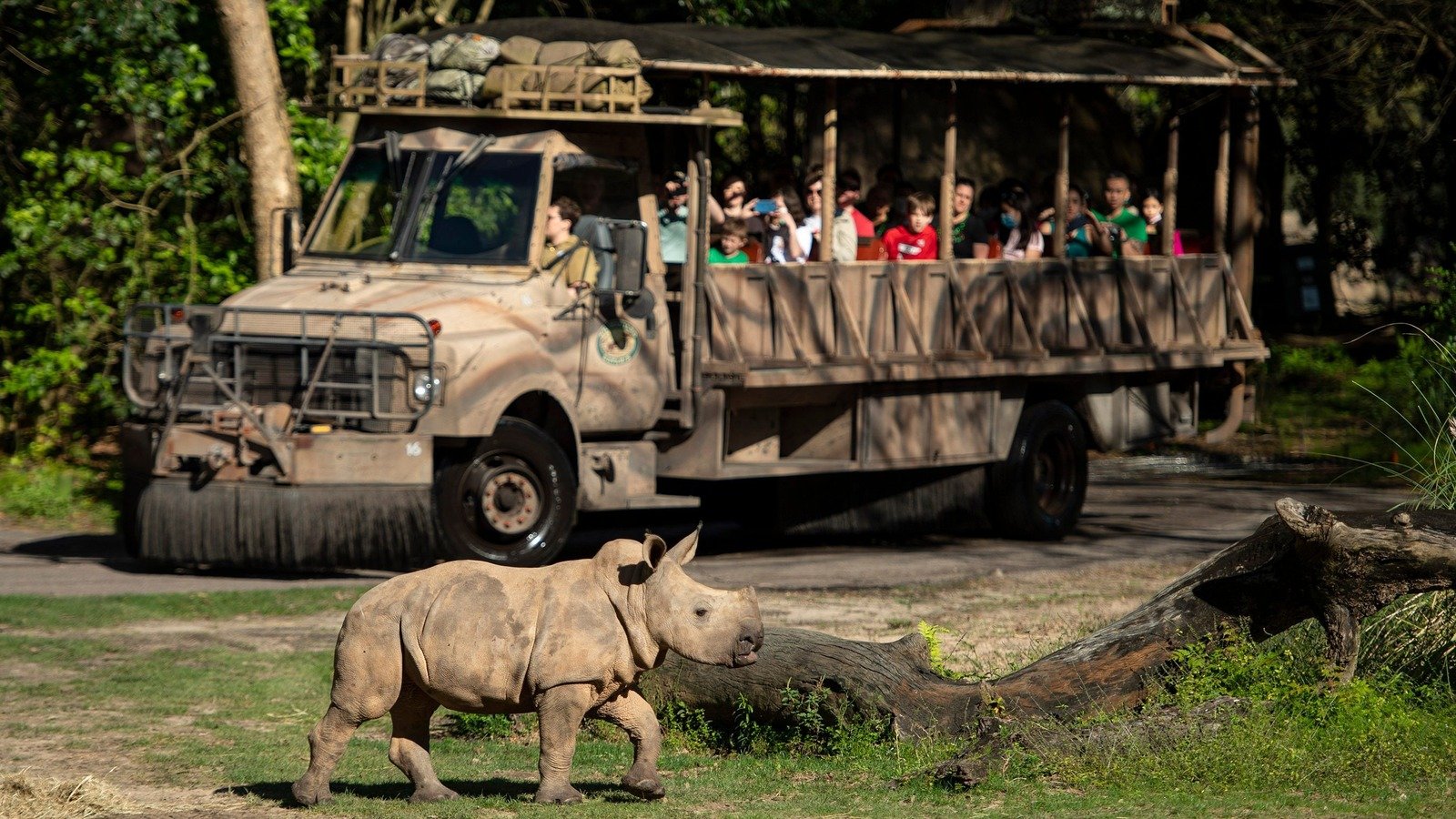킬리만자로 사파리 (Kilimanjaro Safaris)